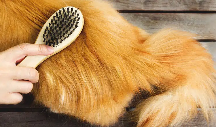 4 Tipps, die beim Fellwechsel von Katzen unterstützen